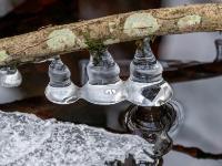 Eisglöckchen an Ast über Bachlauf im Kendlmühlfilzn